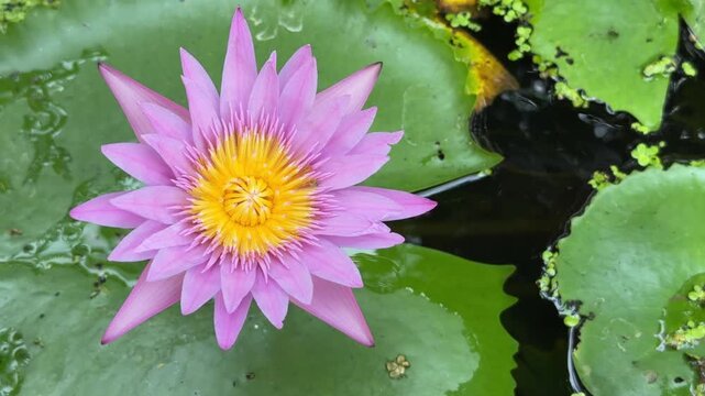 Pink lotus flower viewed from above among aquatic foliage across reflective pond surface forming a harmonious botanical composition. Spiritual harmony.