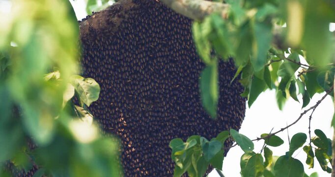 Honeycomb on big tree brant forest hive honey in nature food industry
