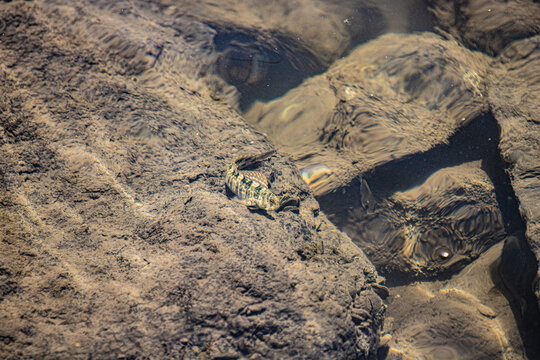 Cottus gobio en qu&ecirc;te de nourriture ou chabot commun