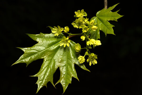 bl&uuml;hender Spitzahorn (Acer platanoides)