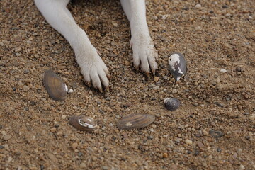 Hundepfoten stehen im Sand zwischen verstreuten Muscheln am Ufer. © Eric