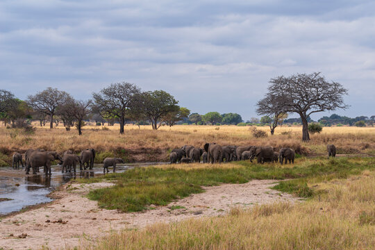 herd of elephants or loxodonta africana gathering around waterhole in tarangire national park tanzania 