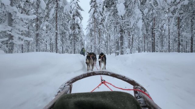 Glide through a pristine winter landscape in Akaslompolo, Lapland, Finland, as a team of spirited dogs pulls a sled over deep snow, creating unforgettable memories in nature's beauty.