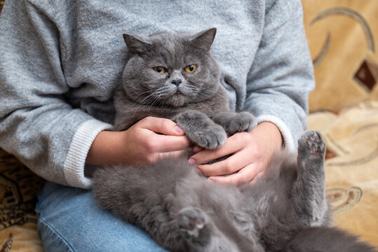 Grumpy grey British cat lying in owner's hands. A domestic pet with a dissatisfied expression resting on a person's lap, embodying comfort and peace