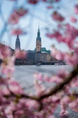 Frühling in Hamburg: Kirschblüten an der Binnenalster mit Blick auf das Rathaus © alexkmedia