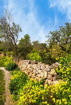 Landschaft, Felder und &Auml;cker in der Inselmitte von Mallorca, Balearen, Spanien