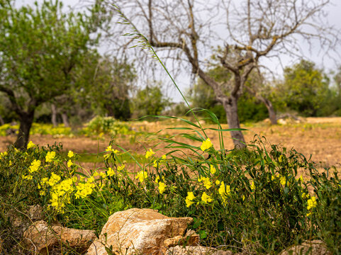 Landschaft, Felder und &Auml;cker in der Inselmitte von Mallorca, Balearen, Spanien