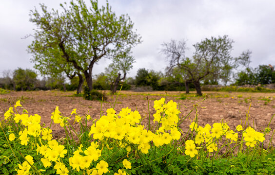 Landschaft, Felder und &Auml;cker in der Inselmitte von Mallorca, Balearen, Spanien