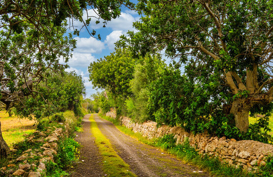 Landschaft, Felder und &Auml;cker in der Inselmitte von Mallorca, Balearen, Spanien