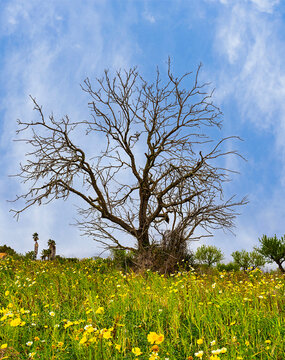 Landschaft, Felder und &Auml;cker in der Inselmitte von Mallorca, Balearen, Spanien
