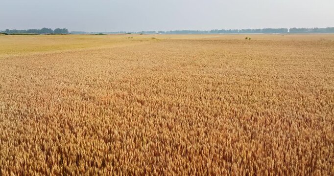 Aerial view of vast golden wheat fields at harvest in a rural agricultural landscape