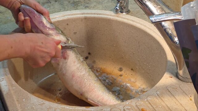 Woman cleaning fresh fish in a kitchen sink. Cook preparing raw seafood by scaling it with a knife. Culinary food processing task for healthy meal preparation.