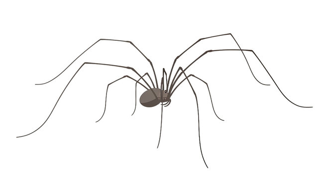 A large spider with long legs.