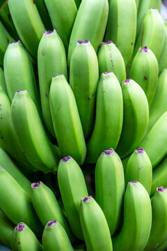 Gr&uuml;ne Bananenstaude bei der Ernte als Hintergrund oder Textur