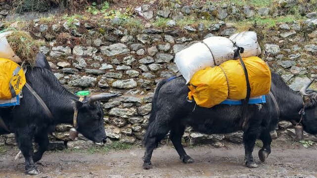 Pack yaks transporting goods through Himalayan mountain trail in Nepal. Traditional caravan near stone wall, slow motion footage, remote high altitude travel and trekking scene