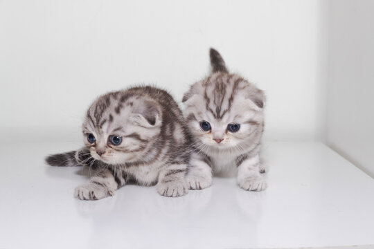 two little kittens