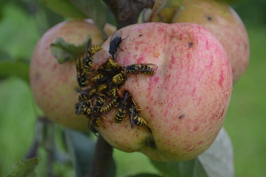 pomegranate on the tree