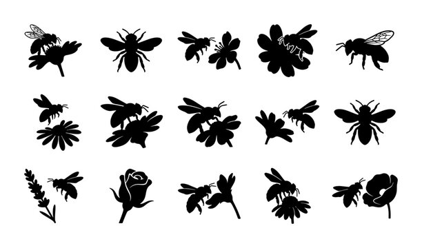 Black honey bee silhouettes and floral icons set, 15 vector bumblebee and flower elements, garden insect and blossom graphics for nature branding