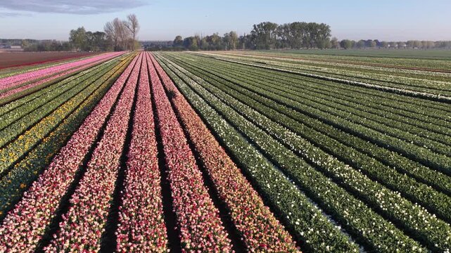 Dutch flower fields showcase vibrant spring colors during daytime