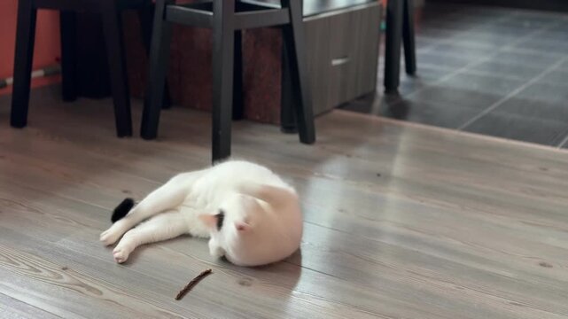 White cat playing with toy on parquet floor at home