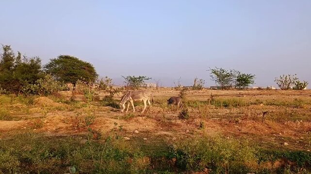 Donkeys grazing in the countryside not far from Salalah, Oman
