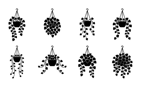 Minimalist hanging plant silhouettes, set of 8 black vector indoor houseplants in pots, decorative trailing ivy and vine foliage icons for home decor