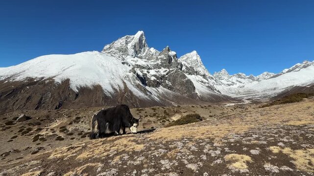 Free grazing yak in the Himalayas, Nepal, with majestic snow-covered mountain peaks in the background. Peaceful high-altitude landscape and authentic wildlife scene