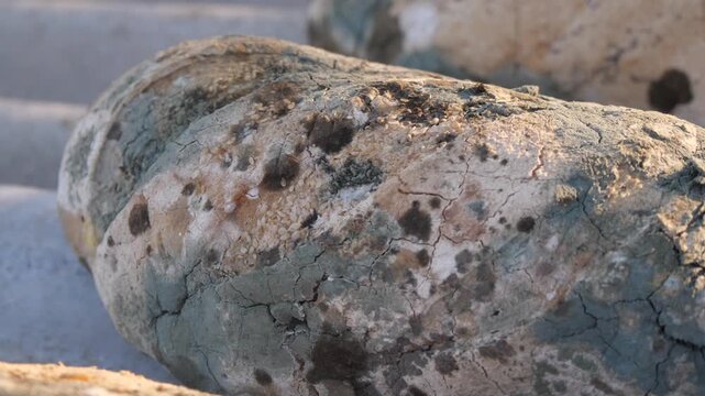 moldy bread 