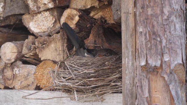 bird in a nest in the house