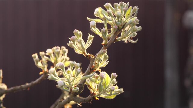 Pear blossoms in spring
