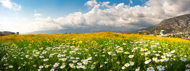 Naklejka premium Panoramic nature landscape of a vast spring field with blooming white daisies and yellow wildflowers. Majestic mountains and a dramatic cloudy sky create a beautiful rural scene.