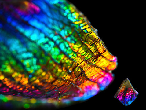 Macro detail of green, yellow, and blue insect wing texture. Vibrant biological pattern and abstract nature close up for science designs.