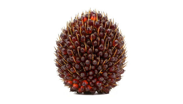 Oil Palm Fresh Fruit Bunch Isolated on Transparent Background