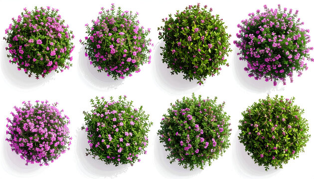Top View Collection of Round Green and Pink Heather Plants.