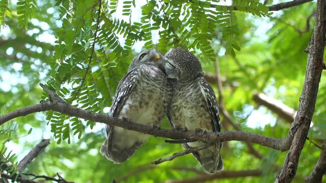 Spotted Owlets perched on tree branch in tropical garden during daylight. Pair of owls preening each other with green leaves in background. Medium shot of wildlife behavior in natural Slow motion.