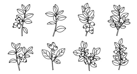 Detailed wild berry botanical sketches featuring various sprigs with leaves and berry clusters in a hand-drawn black and white line art vector collection. © Sukhi