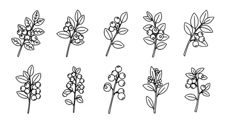 Detailed botanical berry sprig vector collection featuring various wild berry clusters with leaves in a clean, hand-drawn black and white line art style. © Sukhi