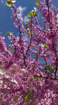 4K footage of vibrant pink Judas tree (Cercis siliquastrum) blossoms swaying gently in the spring breeze