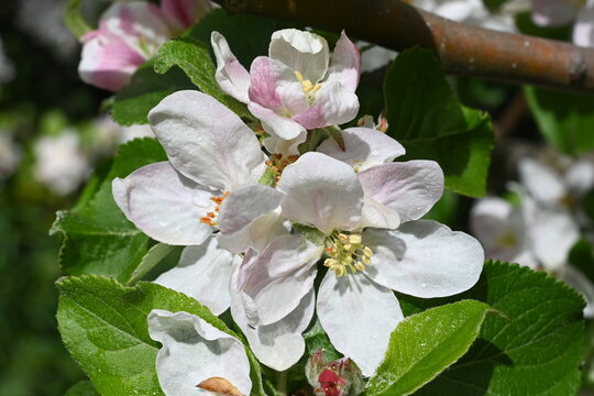 Wundersch&ouml;ne wei&szlig;-rosa Apfelbl&uuml;te im April