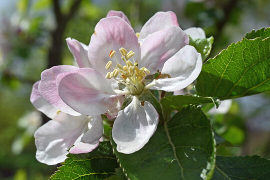 Wundersch&ouml;ne wei&szlig;-rosa Apfelbl&uuml;te im April