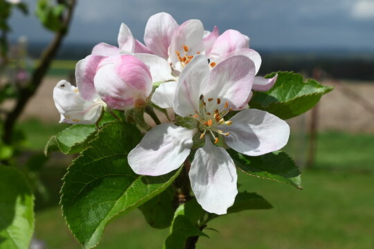 Wundersch&ouml;ne wei&szlig;-rosa Apfelbl&uuml;te im April