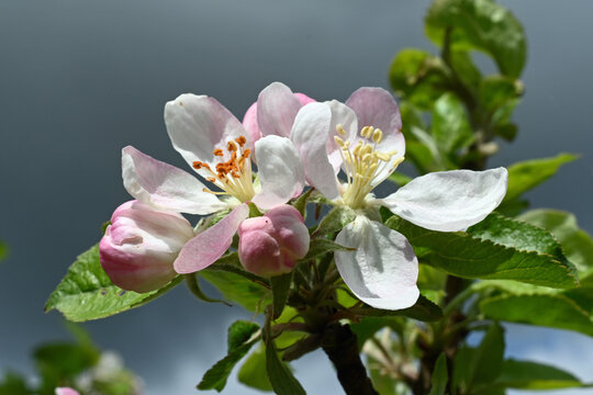 Wundersch&ouml;ne wei&szlig;-rosa Apfelbl&uuml;te im April