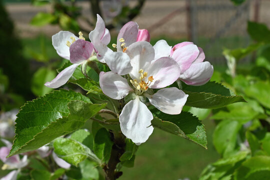 Wundersch&ouml;ne wei&szlig;-rosa Apfelbl&uuml;te im April