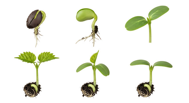 Six stages of a plant seedling growing from a seed, showing root development and leaf emergence isolated on transparent background, png