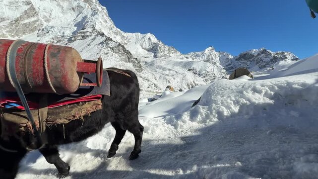 Loaded yaks carrying gas cylinders and supplies walking on a snowy mountain trail in the Himalayas, Nepal. Harsh conditions, traditional transport, high altitude logistics, adventure travel