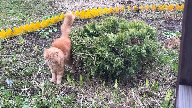Red cat walking and piss near a bush in the garden outdoors. Nature, pet care, domestic animal.