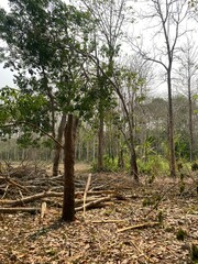 Fototapeta premium Cut rubber tree branches piled on the ground in a plantation during dry season.