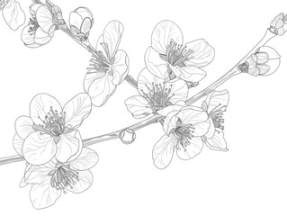 Obraz premium Plum blossoms branch lineart outline black white minimal floral simple botanical coloring page design