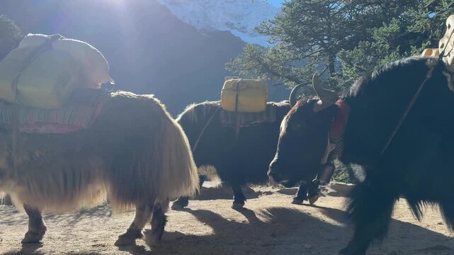 Slow motion yaks carrying loads walking in the Himalayas of Nepal with strong sunlight and lens flare. Traditional transport, mountain life, adventure, travel, nature, cinematic scene