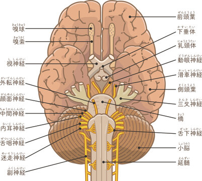脳の底面　Base of the brain